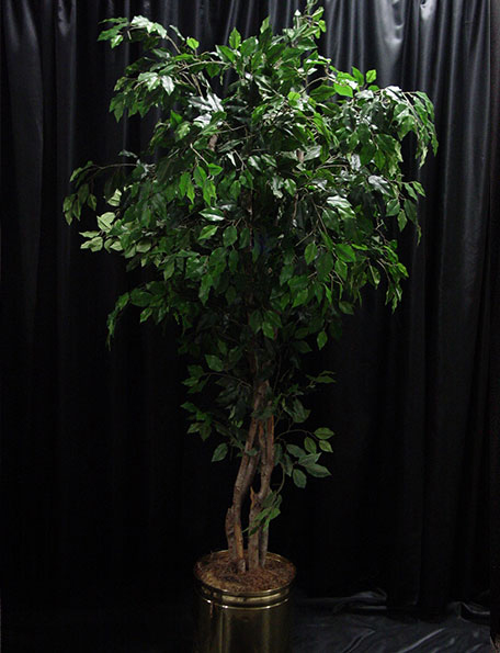 Item #704 - Tree