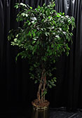 #704 Tree